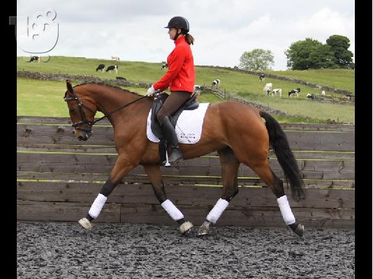 PoulaTo: 10 chronón Kfps Reg Friesian Mare